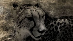 africa-film-by-stephen-murray